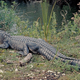 Illustration for article titled Sunday Crocodilian - Alligator mississippiensis Edition